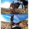 Крепление для собаки GoPro, Sjcam, Xiaomi yi